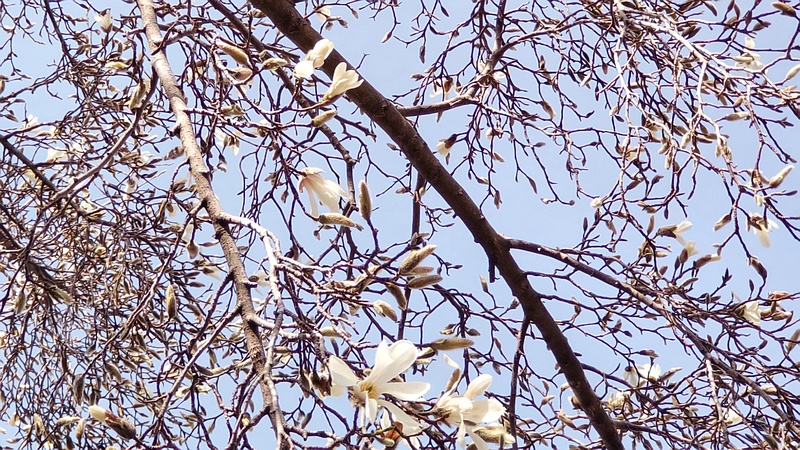 コブシの花 横浜市旭区今宿南町