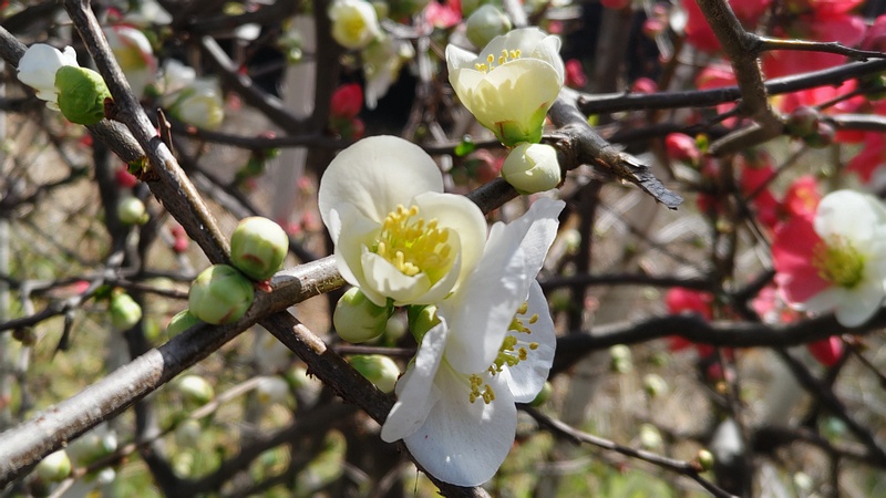 ボケの花 横浜市旭区今宿東町