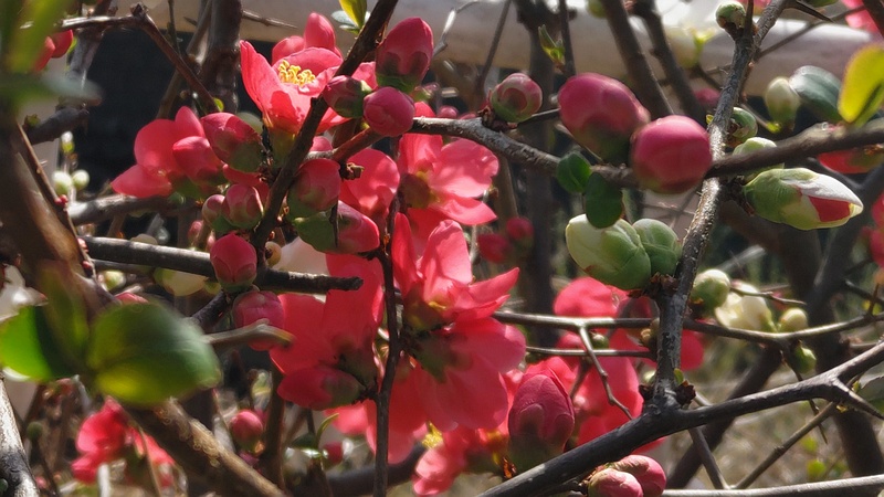 ボケの花 横浜市旭区今宿東町