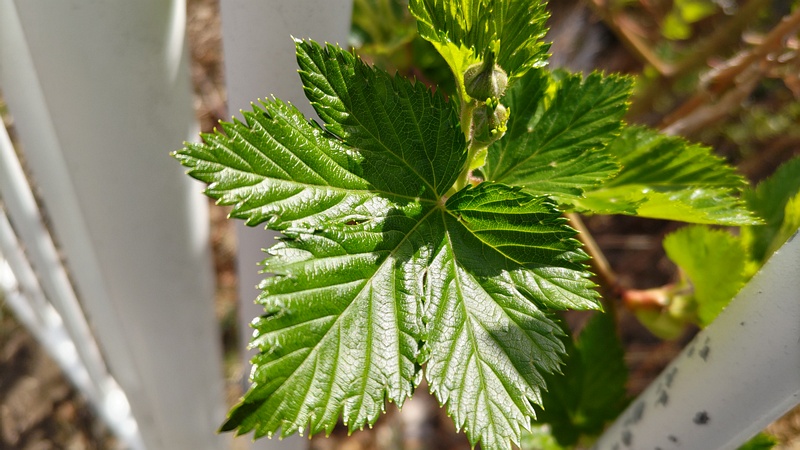 カジイチゴ 横浜市旭区今宿東町