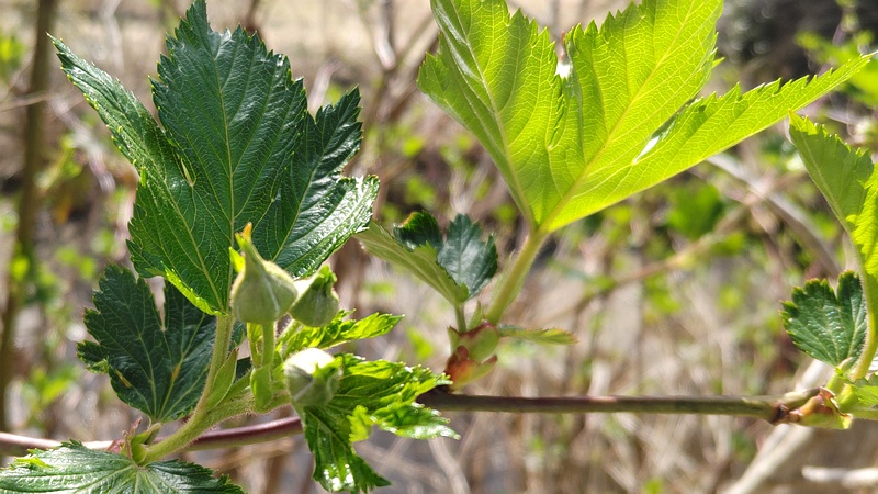 カジイチゴ 横浜市旭区今宿東町