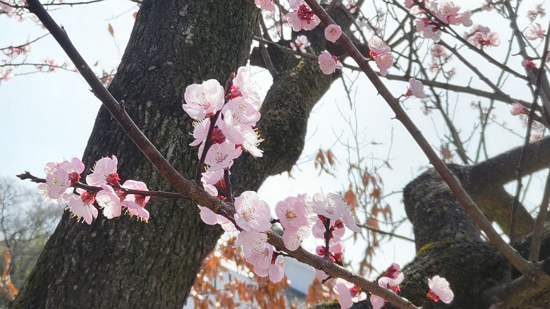 ウメの花 横浜市旭区今宿東町