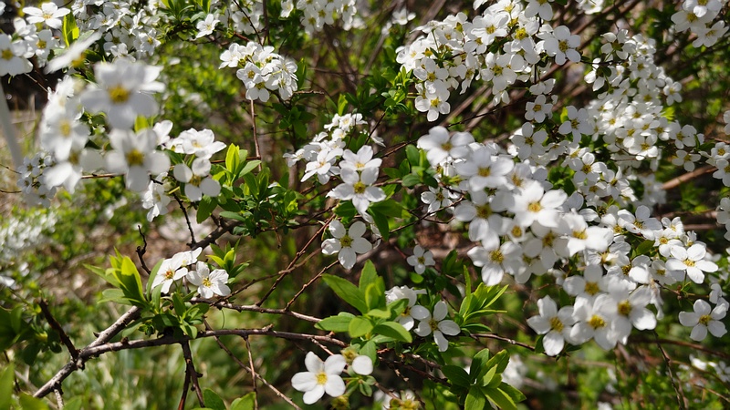 ユキヤナギの花 横浜市旭区鶴ヶ峰本町