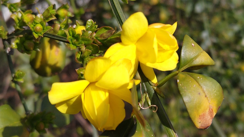 オウバイモドキの花 横浜市旭区鶴ヶ峰本町