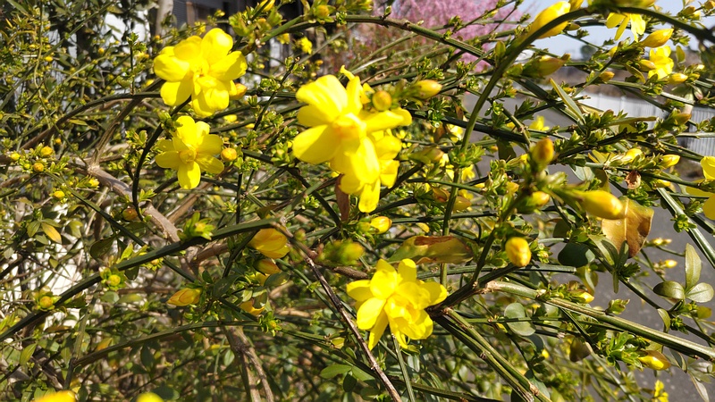 オウバイモドキの花 横浜市旭区鶴ヶ峰本町