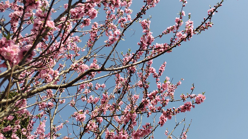 ハナモモの花 横浜市旭区鶴ヶ峰本町