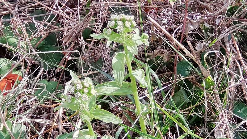 フキノトウ 横浜市旭区今川町
