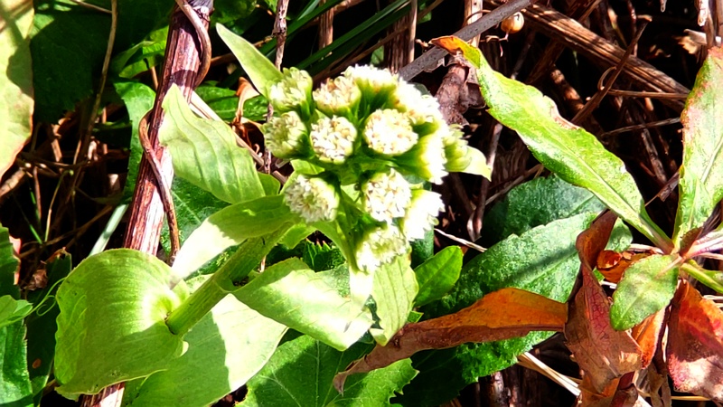 フキの花 横浜市旭区今川町