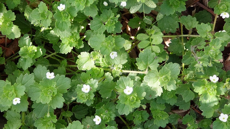 コゴメイヌノフグリの花 横浜市旭区今川町