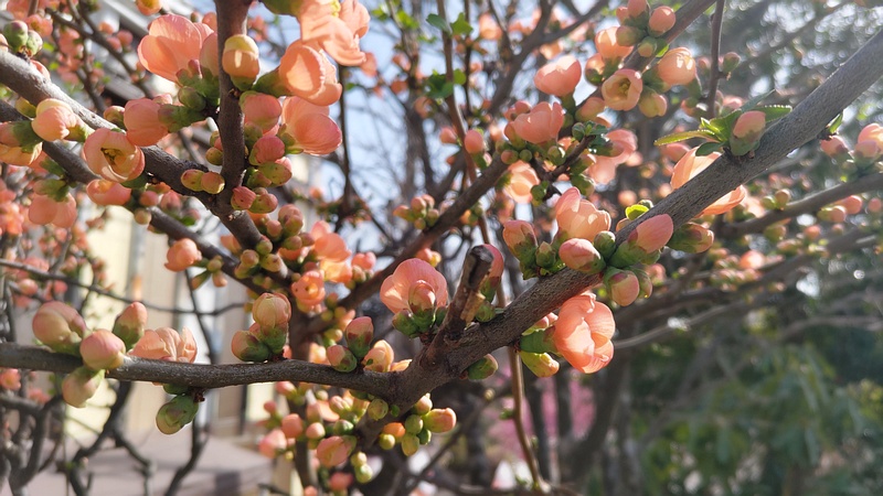 ボケの花 横浜市旭区今川町