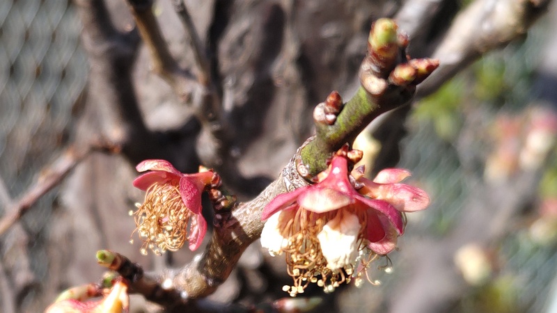 アンズの花後 横浜市旭区鶴ヶ峰