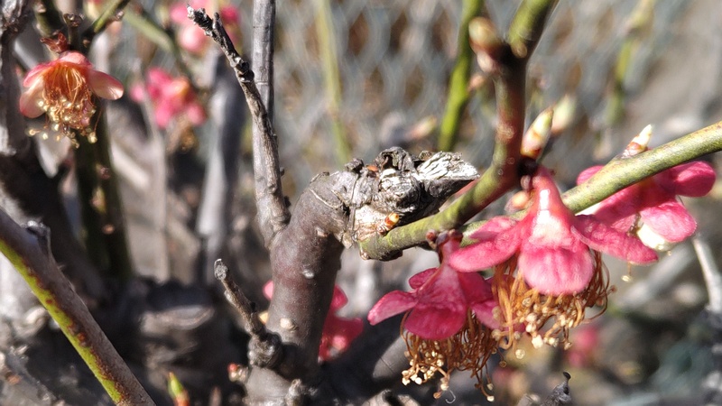 アンズの花後 横浜市旭区鶴ヶ峰