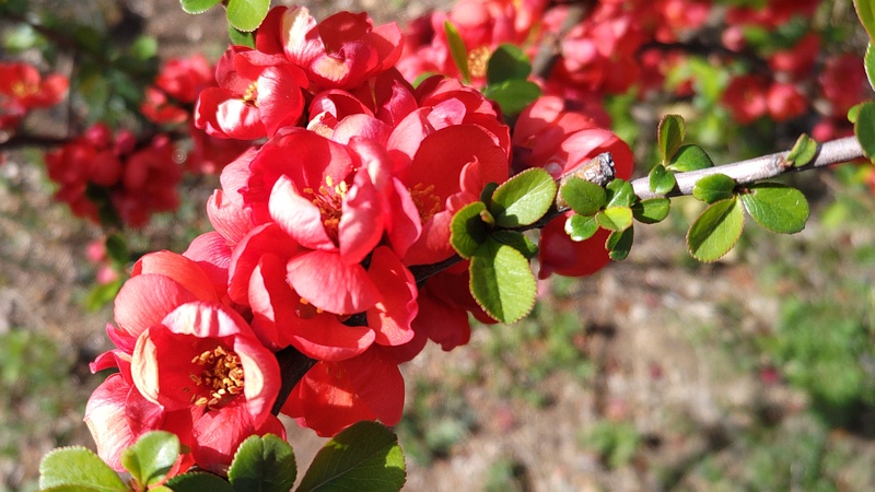 ボケの花 横浜市旭区鶴ヶ峰