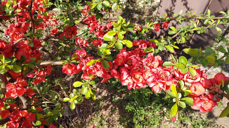 ボケの花 横浜市旭区鶴ヶ峰