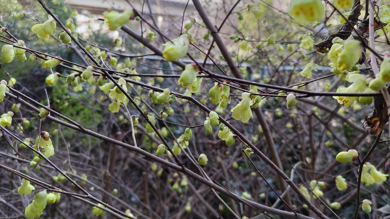 ヒュウガミズキの花 横浜市旭区鶴ヶ峰