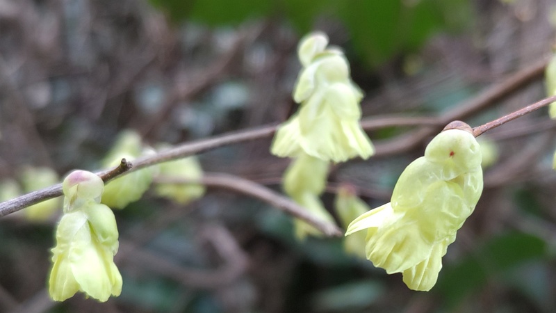 ヒュウガミズキの花 横浜市旭区鶴ヶ峰