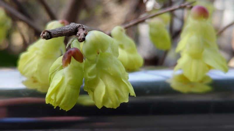 ヒュウガミズキの花 横浜市旭区鶴ヶ峰