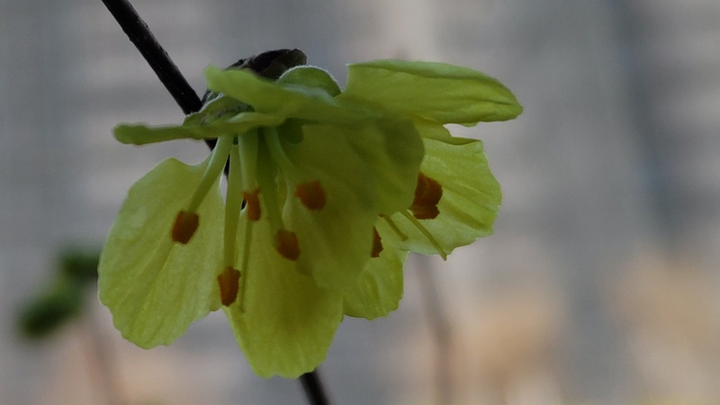 ヒュウガミズキの花 横浜市旭区鶴ヶ峰