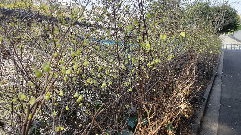 ヒュウガミズキの花 横浜市旭区鶴ヶ峰