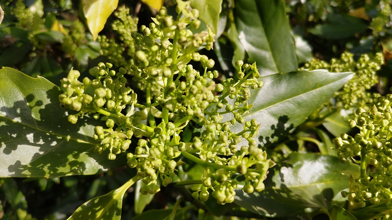 アオキの雄木の蕾 横浜市旭区帷子川親水緑道