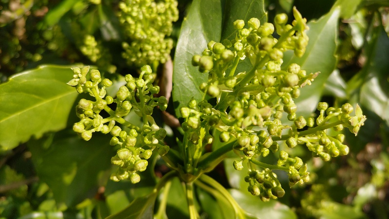 アオキの雄木の蕾 横浜市旭区帷子川親水緑道