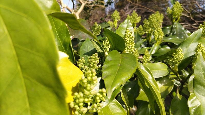 アオキの雄木の蕾 横浜市旭区帷子川親水緑道