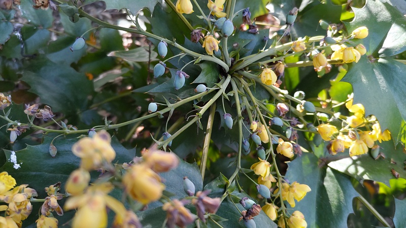 ヒイラギナンテンの花と果実 横浜市旭区帷子川親水緑道