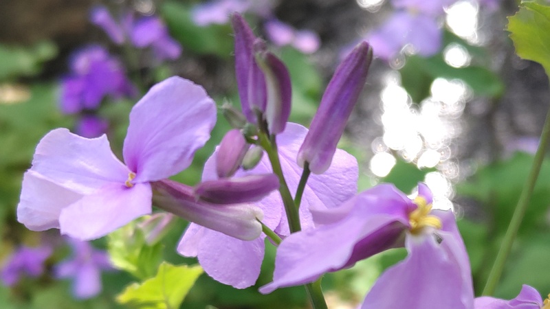 オオアラセイトウの花 横浜市旭区帷子川親水緑道