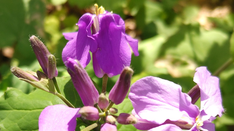 オオアラセイトウの花 横浜市旭区帷子川親水緑道