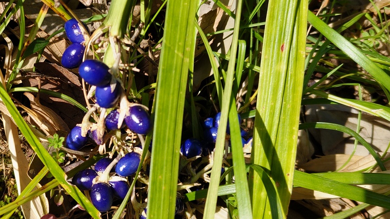 ノシランの果実 横浜市旭区帷子川親水緑道