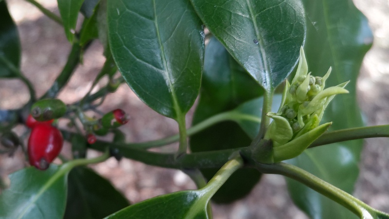 アオキの雌木の蕾 横浜市旭区帷子川親水緑道