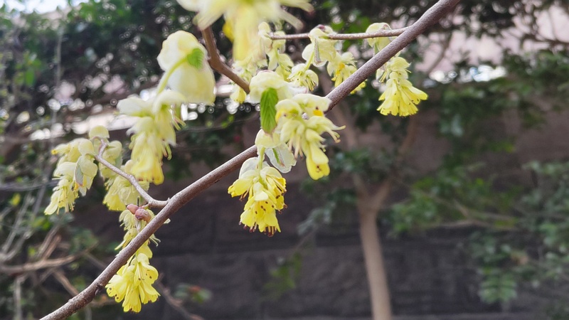 ヒュウガミズキの花 横浜市旭区帷子川親水緑道
