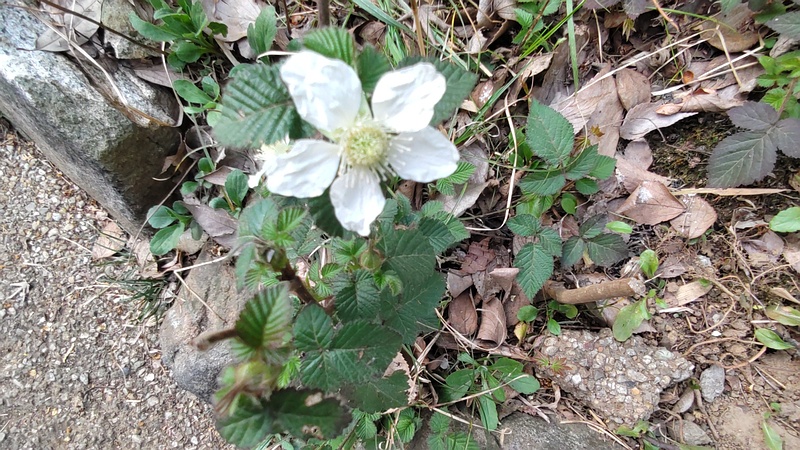 クサイチゴの花 横浜市旭区帷子川親水緑道