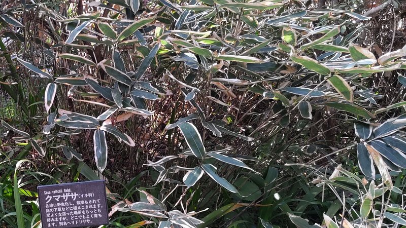 クマザサの名札 横浜市旭区帷子川親水緑道