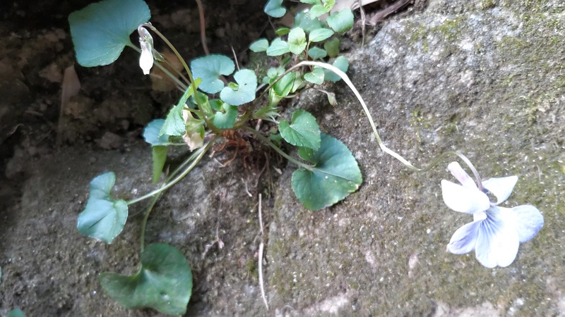 タチツボスミレの花 横浜市旭区帷子川親水緑道