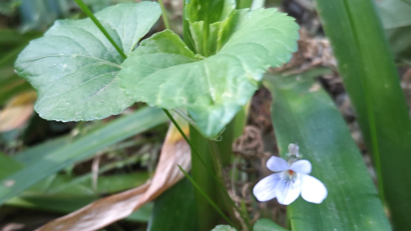 タチツボスミレの花 横浜市旭区帷子川親水緑道
