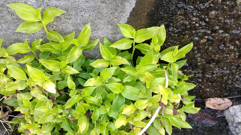 トキワツユクサ 横浜市旭区帷子川親水緑道
