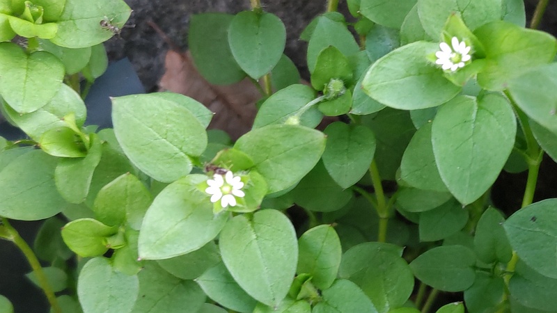 ハコベの花 横浜市旭区鶴ヶ峰本町