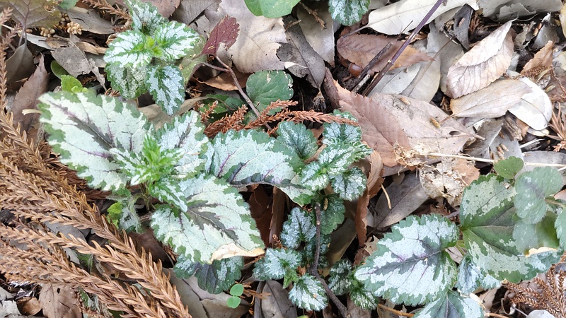 キバナオドリコソウ 横浜市旭区希望が丘水の森公園