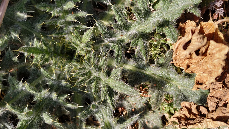 アメリカオニアザミ 横浜市旭区希望が丘水の森公園