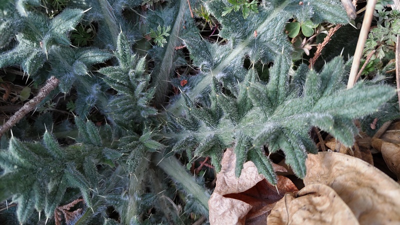 アメリカオニアザミ 横浜市旭区希望が丘水の森公園