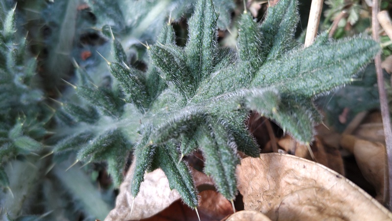 アメリカオニアザミ 横浜市旭区希望が丘水の森公園