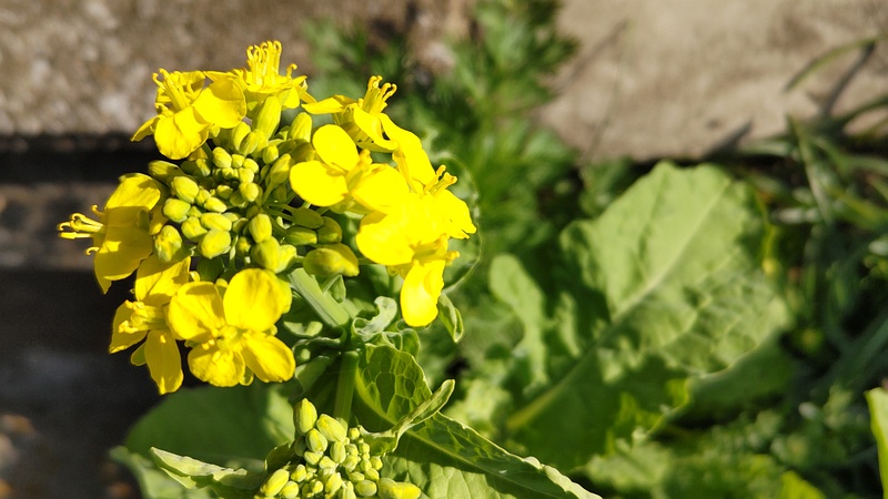 アブラナの花 横浜市旭区希望が丘ふれあいの森公園
