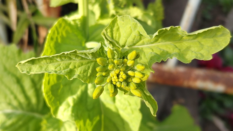 アブラナの蕾 横浜市旭区希望が丘ふれあいの森公園