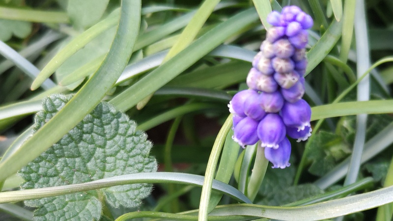 ムスカリの花 横浜市旭区希望が丘ふれあいの森公園