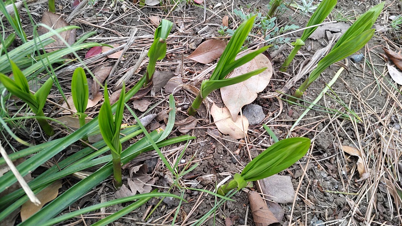 シランの新芽 東京都大田区平和島公園