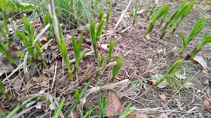 シランの新芽 東京都大田区平和島公園