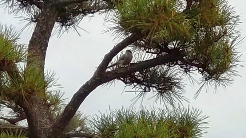 クロマツのオナガ 東京都大田区平和島公園