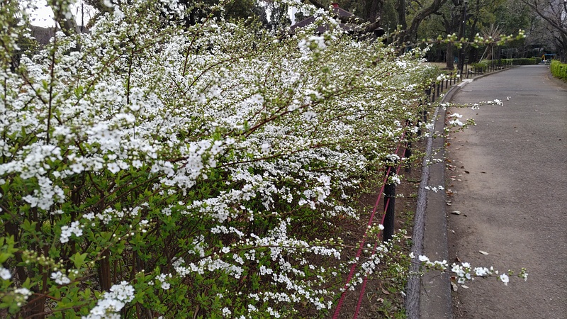 ユキヤナギの花 東京都大田区平和島公園