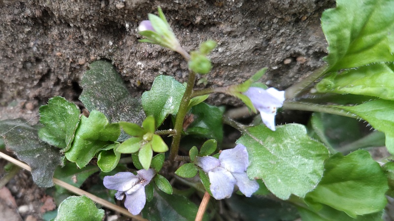 トキワハゼの花 東京都大田区平和島公園